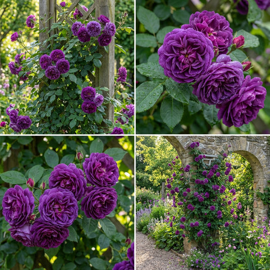 Purple Climbing Roses Flower Planting Seeds - Elegant Garden Seeds for Stunning Blooms
