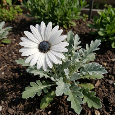 White Arctotis Grandis Seeds for Planting | Stunning Flower Seeds for Your Garden