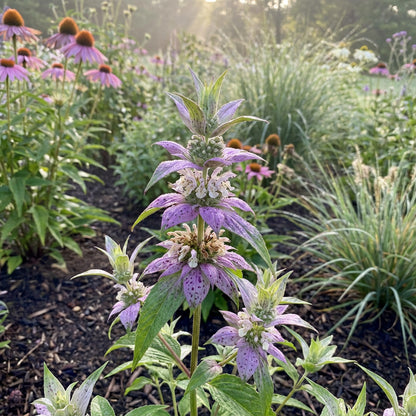 Purple Monarda Punctata Seeds for Planting  Vibrant Perennial Blooms