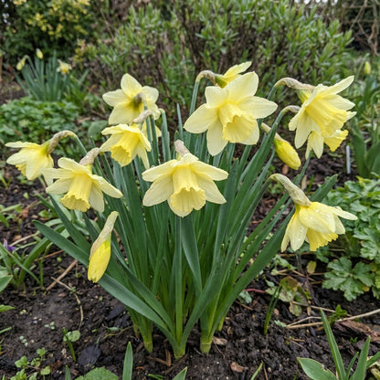 Light Yellow Daffodil Seeds for Planting  Perennial Spring Blooms for Garden