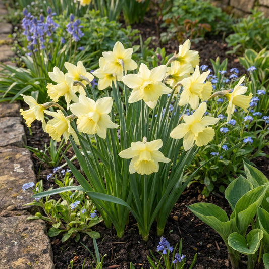 Light Yellow Daffodil Seeds for Planting  Perennial Spring Blooms for Garden