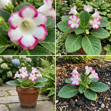 White and Pink Gloxinia Seeds for Planting