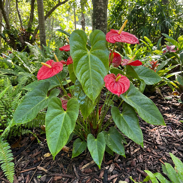 Anthurium Seeds for Easy Planting