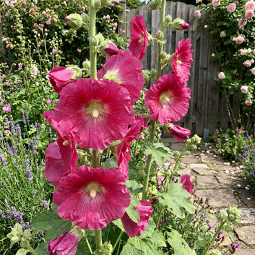 Althaea Rosea Rosa Blütensamen für lebendiges Pflanzen und üppige Gärten
