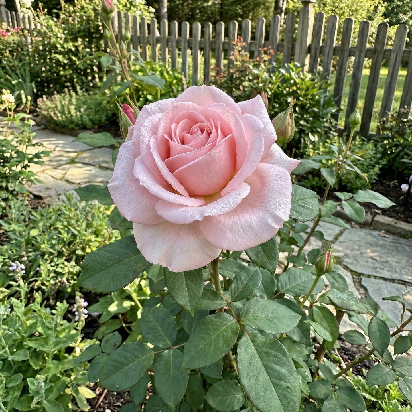 Holland-Rosen-Blumensamen zum Pflanzen – Hellrosa Blüten für faszinierende Darstellungen