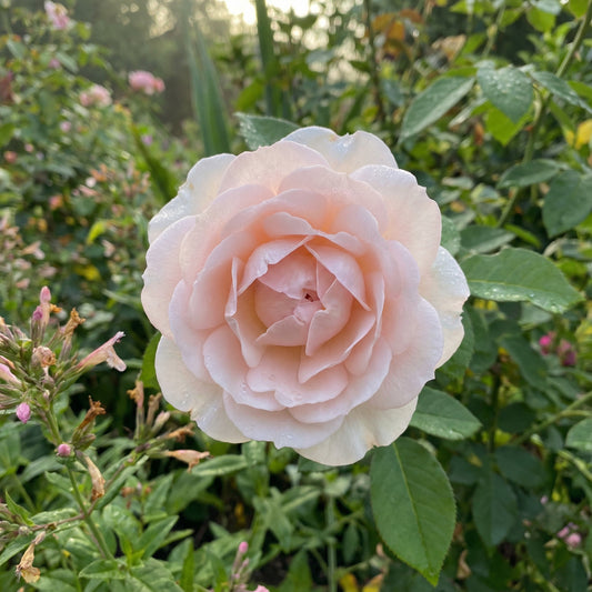 Holland-Rosen-Blumensamen zum Pflanzen – Hellrosa Blüten für faszinierende Darstellungen