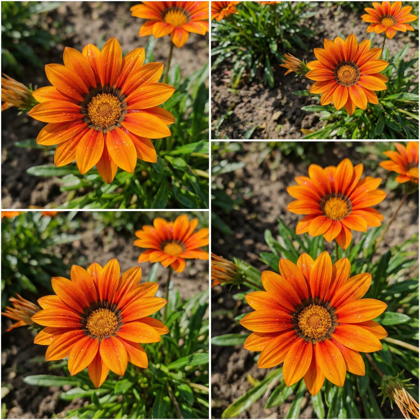 Plant Vibrant Gazania Flower Seeds in Orange for a Striking and Colorful Garden