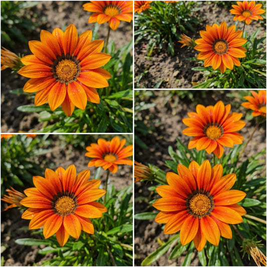 Plant Vibrant Gazania Flower Seeds in Orange for a Striking and Colorful Garden