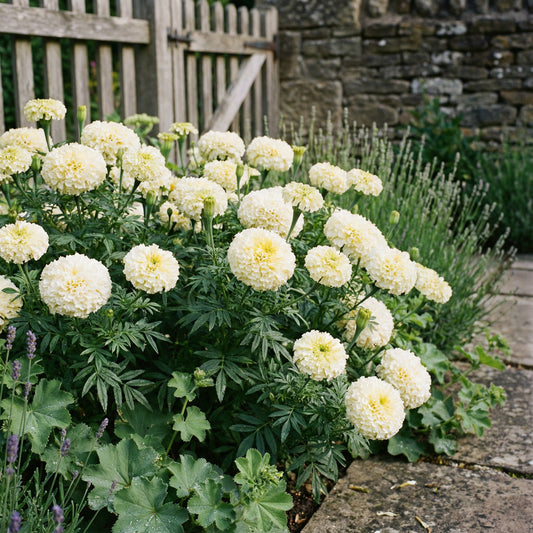 Marigold Flower Seeds for Planting White | Vibrant Floral Displays