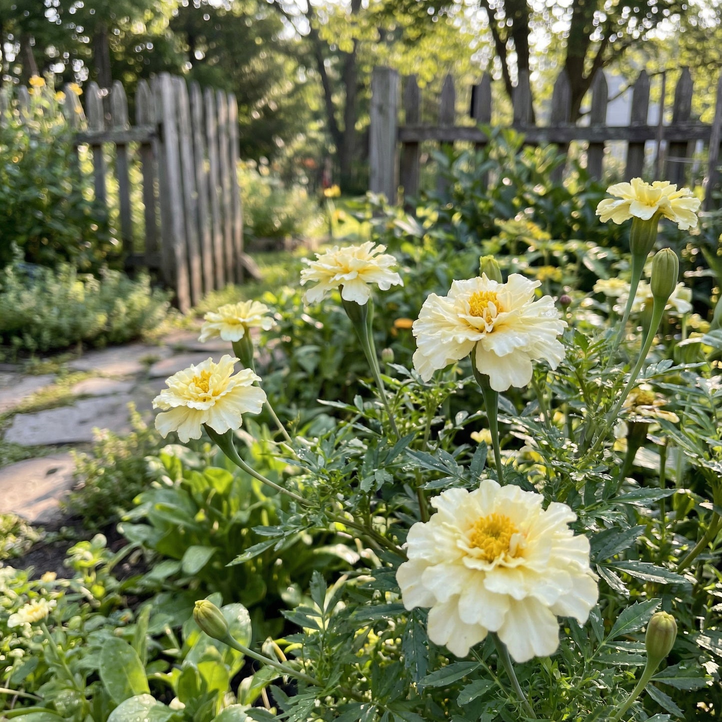 Marigold Flower Seeds for Planting White | Vibrant Floral Displays