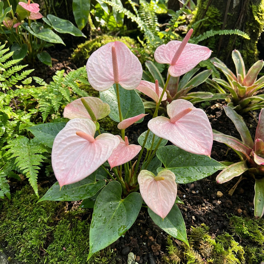 Light Pink Anthurium Plant Seeds for Elegant Blooms and Serene Planting