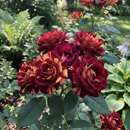 Dynamisches Pflanzen mit roten und gelben Rosensamen