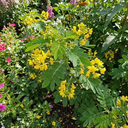 Yellow Cassia Tora Flower Seeds for Planting  Vibrant Garden Beauties