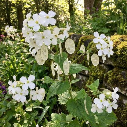 White Lunaria Flower Seeds for Easy Planting