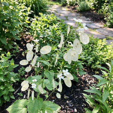 White Lunaria Flower Seeds for Easy Planting