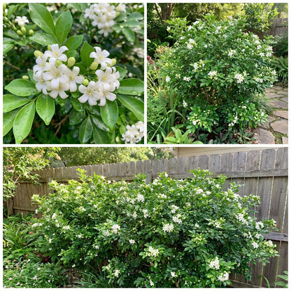 White Murraya Paniculata Flower Planting - Seed for Lush Greenery
