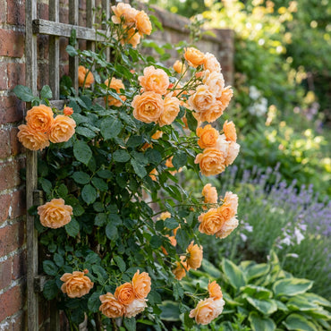 Orange Climbing Rose Seeds for Planting - Premium Flower Seeds for Stunning Garden Blooms