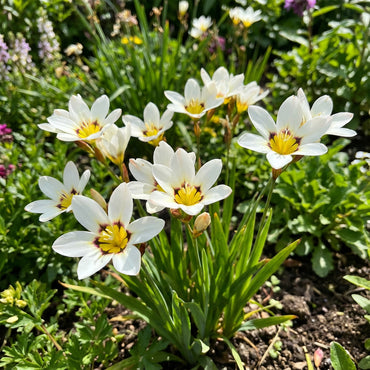 Elegant White Sparaxis Tricolor Flower Planting  Seed for Stunning Floral Displays in Your Garden