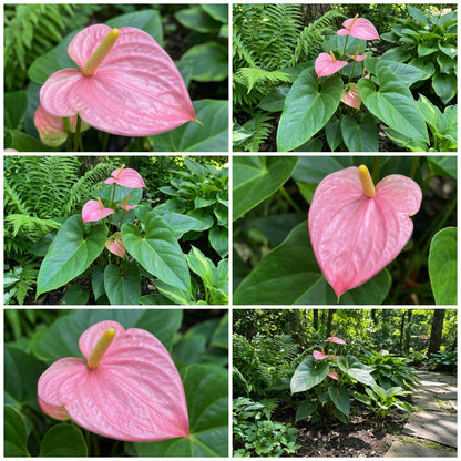 Light Pink Anthurium Seeds for Planting  Beautiful Indoor & Garden Blooms