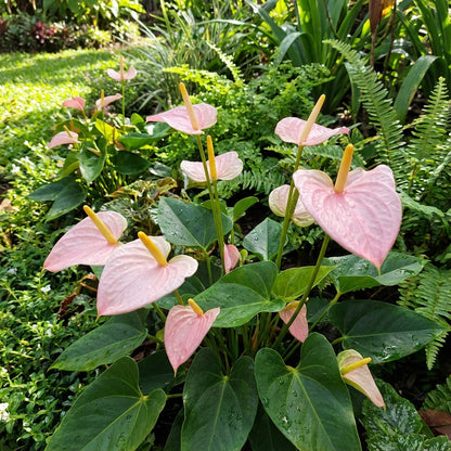 anthurium light pink Buy Light Pink Anthurium Seeds for Planting Beautiful Indoor & Garden Blooms – Pure Asia Seeds