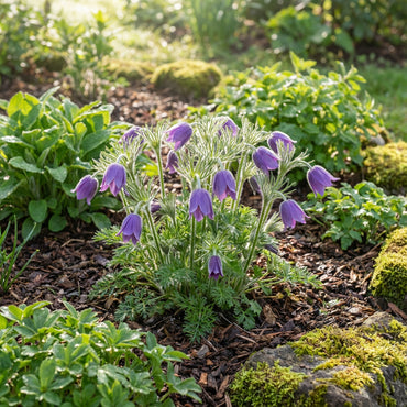 Violet Anemone Pulsatilla Seeds for Charming Planting