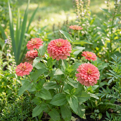 Zinnia Flower Seeds in Light Red for Beautiful Blooms in Your Garden