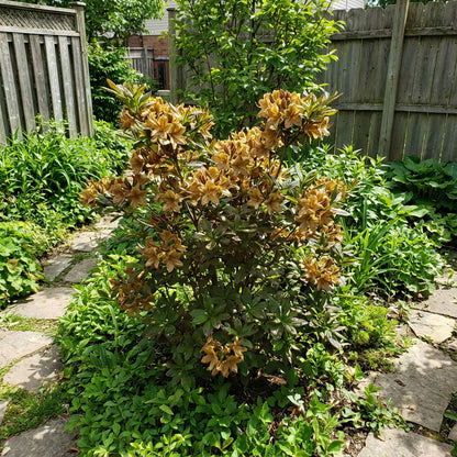 Dark Khaki Azalea Seeds for Unique Planting