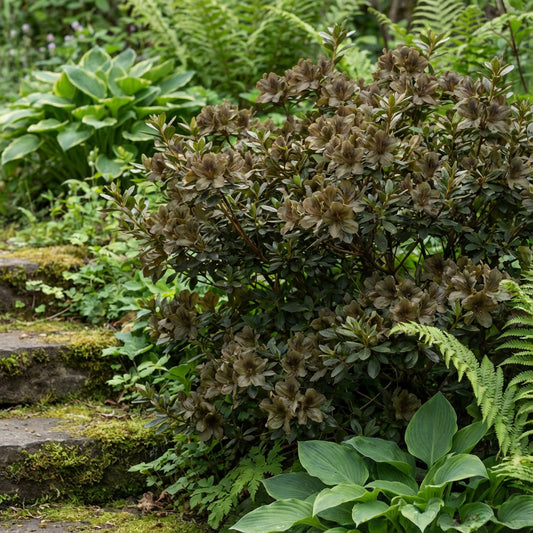 Dark Khaki Azalea Seeds for Unique Planting