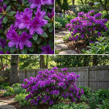 Violet Azalea Flower Seeds for Rich Garden Planting