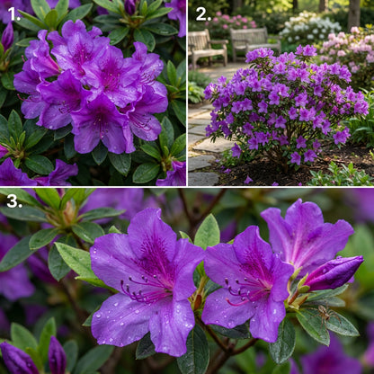Violet Azalea Flower Seeds for Rich Garden Planting