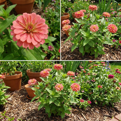 Zinnia Flower Seeds in Light Red for Beautiful Blooms in Your Garden