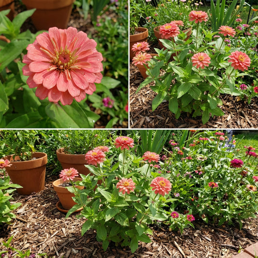 Zinnia Flower Seeds in Light Red for Beautiful Blooms in Your Garden