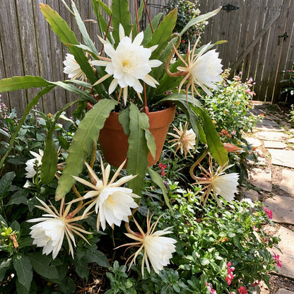 Epiphyllum Seeds for Planting - Grow Exquisite Blooms