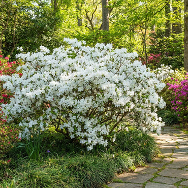 White Azalea Flower Seeds for Planting Delicate Charm