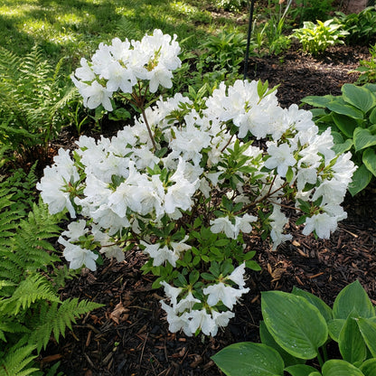 White Azalea Flower Seeds for Planting Delicate Charm