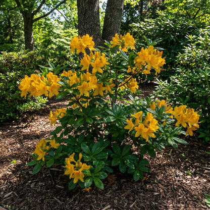 Dark Yellow Azalea Flower Seeds for Planting