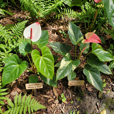 Anthurium Flower Seeds - White & Red Planting Seeds for Your Garden