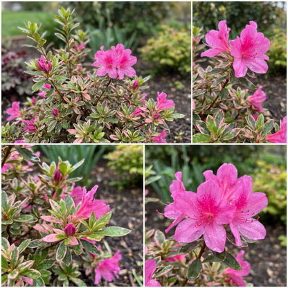 Azalea Planting Flower Seeds - Pink Green for Spring
