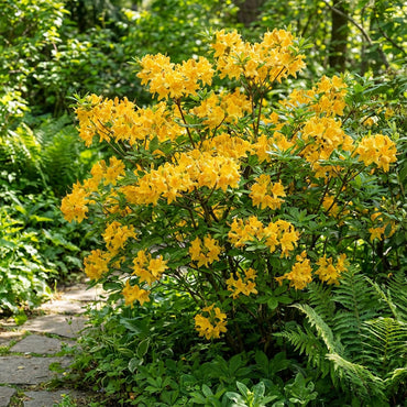 Yellow Azalea Seeds for Sunny Garden Planting