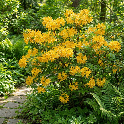 Yellow Azalea Seeds for Sunny Garden Planting