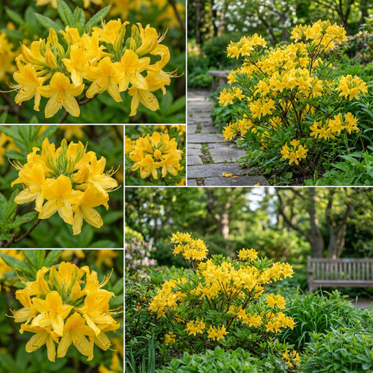 Yellow Azalea Seeds for Sunny Garden Planting