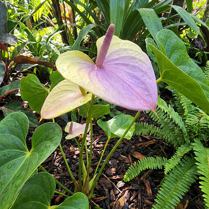 Anthurium Flower Seeds Light Yellow - Perfect for Garden Planting