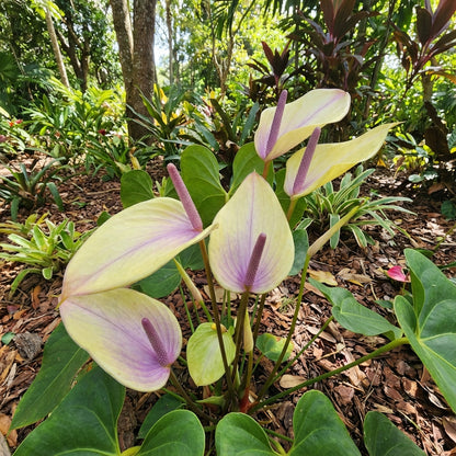 Anthurium Flower Seeds Light Yellow - Perfect for Garden Planting