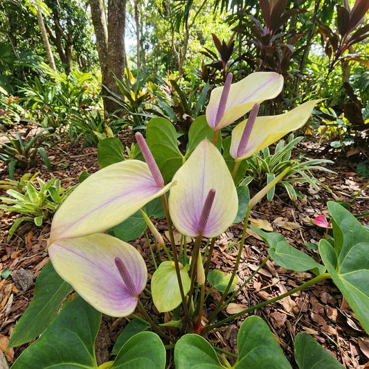 Anthurium Flower Seeds Light Yellow - Perfect for Garden Planting