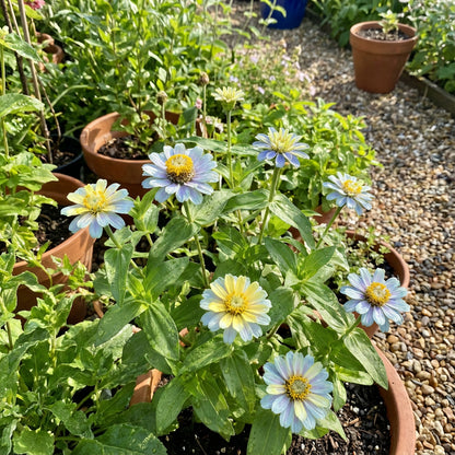 Zinnia Planting Flower Seeds Sky Blue Yellow for -Colors and Charming Blooms