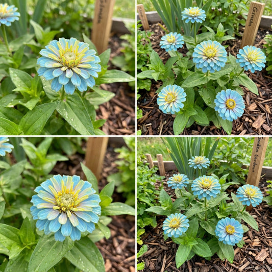 Zinnia Planting Flower Seeds Sky Blue Yellow for -Colors and Charming Blooms