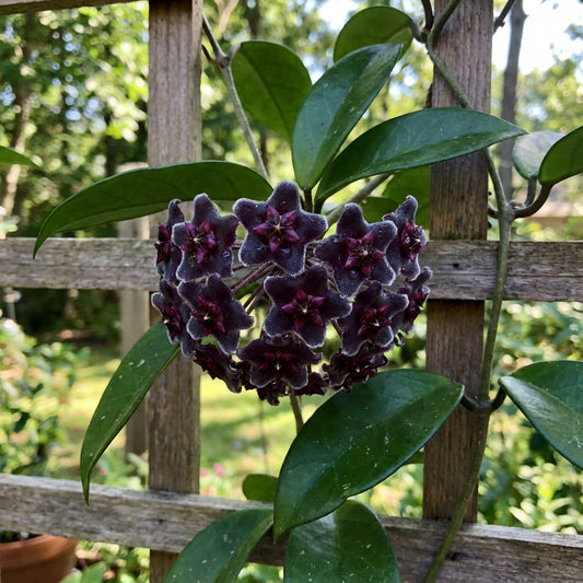 Black Hoya Flower Seeds for Planting | Stunning Perennial Hoya Planting Seeds