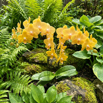 Yellow Orchid Planting Flower Seeds Yellow for Elegance