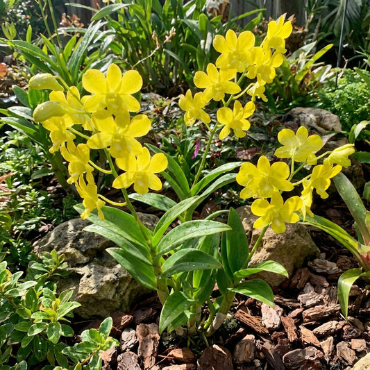Yellow Orchid Planting Flower Seeds Yellow for Elegance