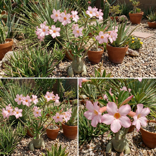 Light Pink Adenium Obesum Flower Seeds for Easy Planting